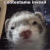 contestame invesil frasting.sad SİYA