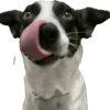 Bruce Wayne Dog 7