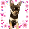 Chihuahuas Tiernos 🥰 10