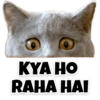 Funny Cats 9