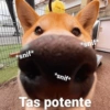 *snif* Syalfajaran UUT *snif* *snif* Tas potente