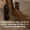Estoy sintiendo algo raro en el pecho, ojalá sea un infarto, q vergüenza que sea amor