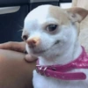 ANIMAIS FOFOS 10