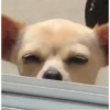 ANIMAIS FOFOS 8