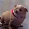 Animais engraçados 4 8