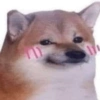 Meme dogs 11
