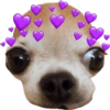Chihuahuas Tiernos 🥰 12