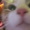 Animais engraçados 4 15