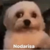 Nodarisa