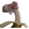 Stickers de hamsters 9