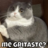 me GRITASTE?