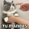 TU MANDAS