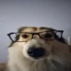 ANIMAIS FOFOS 15