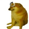 Meme dogs 18
