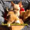 3
X
VU
B
100%
hay milanesas
An