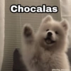 Chocalas @Harley_Stickers