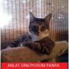 Cats Caps Turkish 8