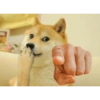 Meme dogs 5