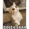 BOLEH YAAA
