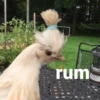 rum www