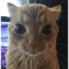 Animais engraçados 4 9