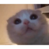 Gato olhando