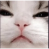 Funny cats meme 5