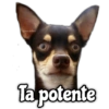 Memes de Perros 7