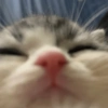 Kucing lucu 13