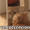 VEO DECEPCIÓN