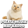 CATS 13