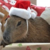 Animalitos Navideños 19
