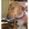 Animais fofos 13