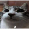 Gatos xd jajaj😂 11