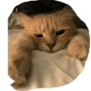 CATS ROM 6