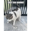 Meow 13
