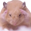 Stickers de hamsters 5