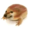 Meme dogs 6