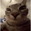 Gatitos  13