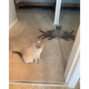 Bad cats 14
