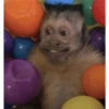 MOnKey reaCtioNs 🐵😝🧃 13