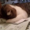 Bad cats 21