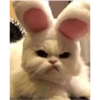 Gatinhos 29
