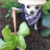 Perritos Divertidos! 🐶🐾 13