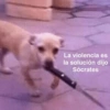 🫨Animalitos reacciones🫨 11