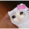 Cat and dog memez 27