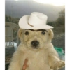Perros 10