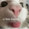 GATITOS FOFITOS❤️ 10