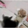 Cat and dog memez 24