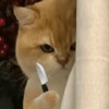 💕🐱Michitos para tu chat pt.2🐱💕 13